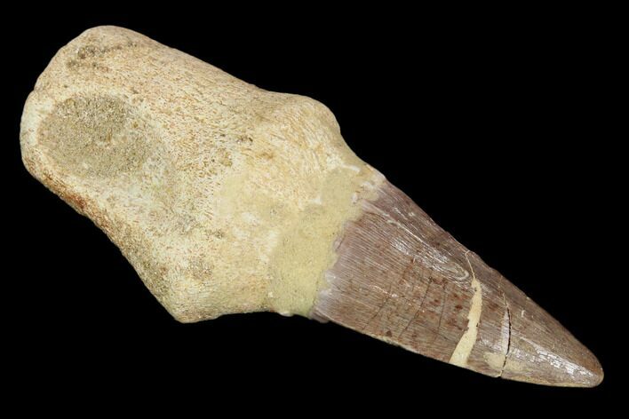 Fossil Rooted Mosasaur (Mosasaurus) Tooth - Composite Tooth #117029
